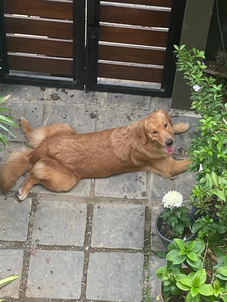 Introducing Hazna's Pet Fantastic dog  oky